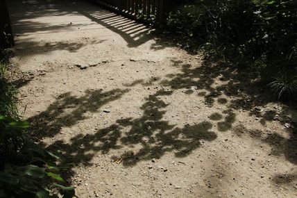 Les ombres  de  l'arbre