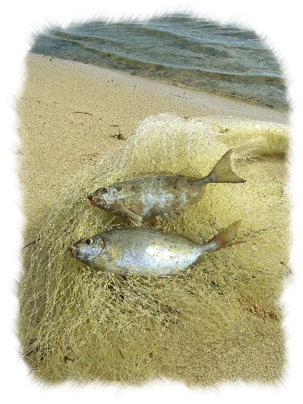 Ito et Dash nous font une petite démonstration de pêche à la senne... A marée montante, on place, tenu par des piquets plantés dans le sable, ce filet dans l'eau pour qu'il retienne les poissons à marée descendante...