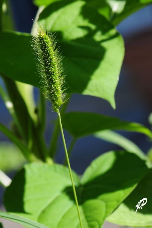 mes photos de fleurs