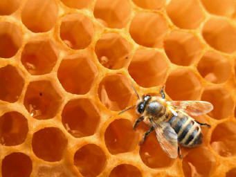 Si les OGM vous posent problème et que vous aimez le miel...