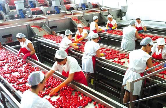 Les transformateurs exigent le gel de l’importation du concentré de tomates.