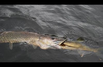 Brochet qui attaque un brochet