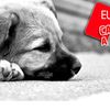 Euro 2012 : contre le massacre des chiens errants en Ukraine - Pétition 30 millions d'amis