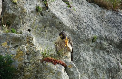 LE FAUCON aux Rochers du Saussois