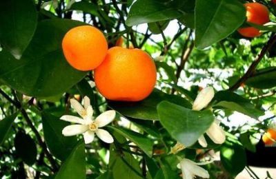 Essence de mandarine (citrus réticulata)