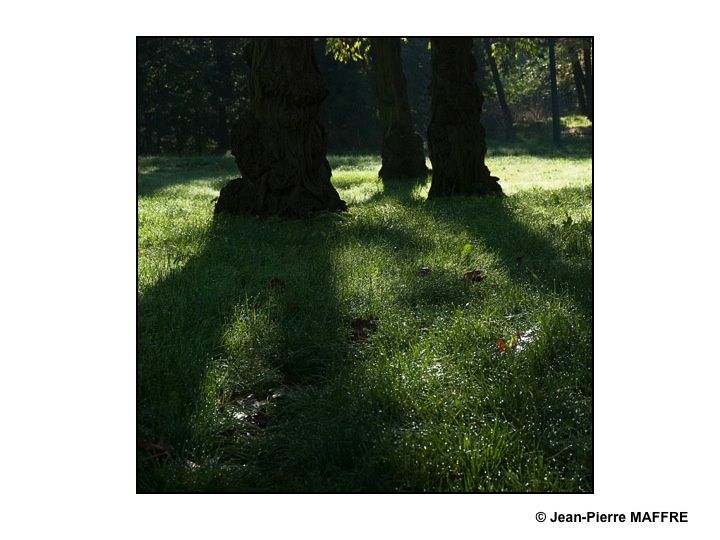 Un environnement sombre met en valeur la beauté d’un arbre dans son décor naturel.