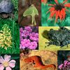 19-20 mai fête de la nature 22 mai journée mondiale de la biodiversité