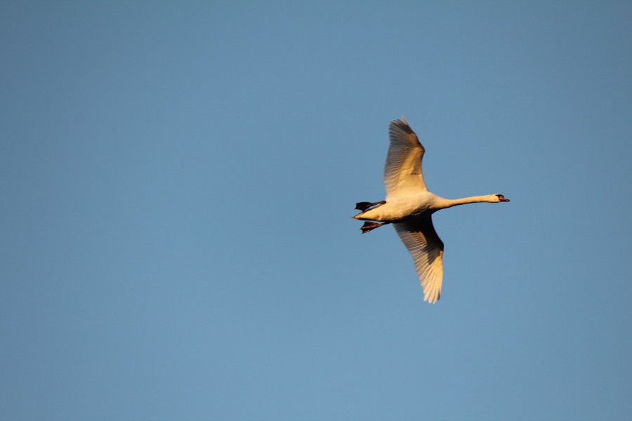 Cygne blanc