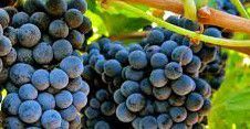 #Durif Producers Australia Vineyards page 2