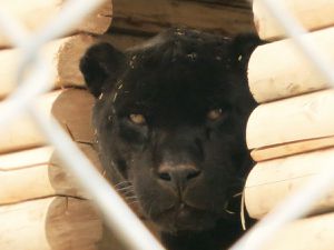 Le Grand Voyage au Canada (15) - Saint-Henri-de-Taillon et le zoo de Falardeau