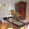 lecture-concert au Musée zoologique de Strasbourg : photos