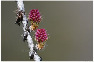  fleurs de mélèze