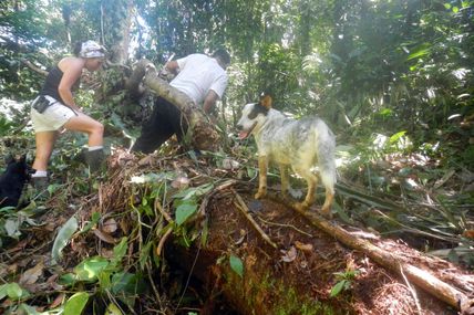 Immersion dans la jungle de Trinidad