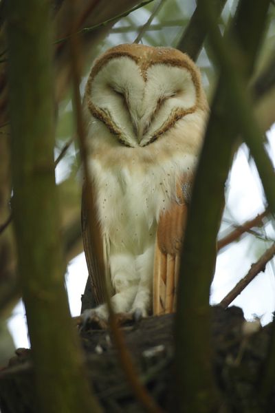 Chouettes effraies (Marquenterre) : belles de jour