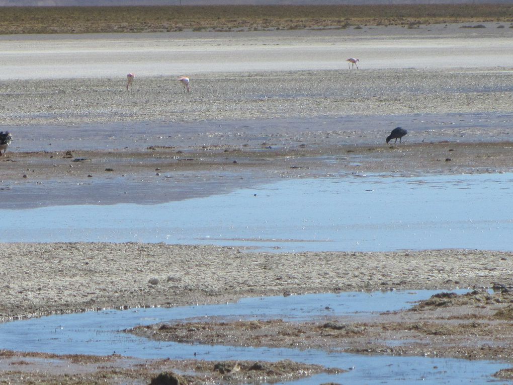 Italia perdida, laguna negra, valle de rocas, canyon del Anaconda, picnic vegetarien dans la nature, vizcacha, ibis, nandou avec ses 12 petits, le village "western",repas et dodo hotel de sel.