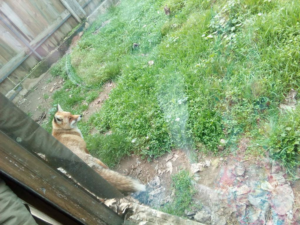 Centre de Fauna de Vallcalent a Lleida