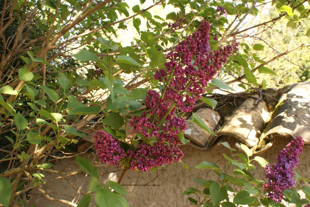 le monde des fleurs est rempli de couleurs et de poésie. Vous verrez des fleurs de montagne, des fleurs de bords de chemins, des fleurs de nos jardins, etc....