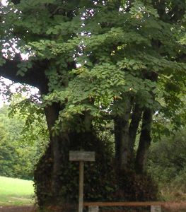 En fait l'Orme de Brévoigne est un tilleul placé sur... la route de N.D. du Frêne...