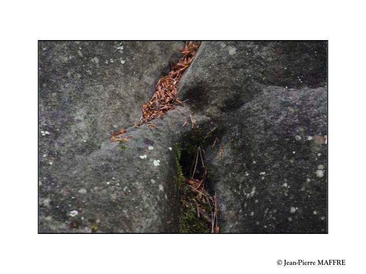 Quelle belle découverte que cette profusion de rochers aux formes insolites qui peuplent l'inoubliable forêt de Fontainebleau.