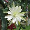 Epiphyllum Kinchinjunga