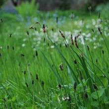 Un petit tour au jardin : #2