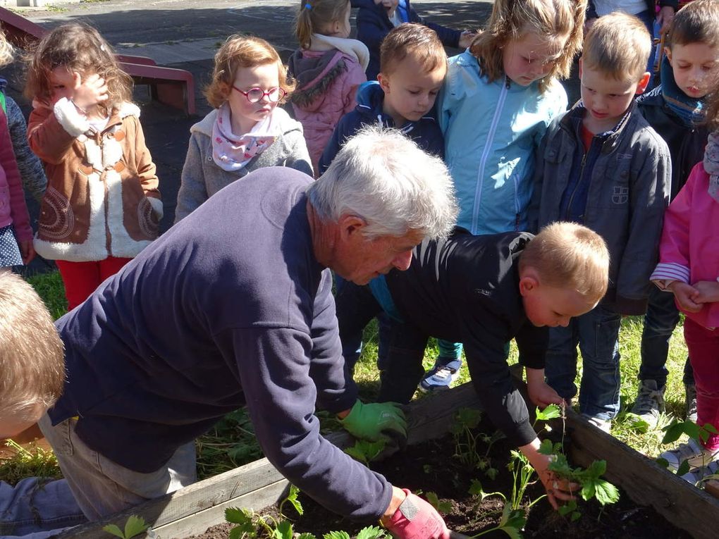 Potager à l'école de Bréal sous Vitré