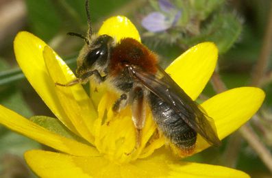 2 conférences sur les ABEILLES SAUVAGES