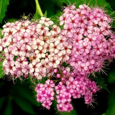 Belles fleurs des spirées 