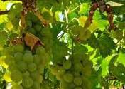 #Viognier Producers South Coast California Vineyards 