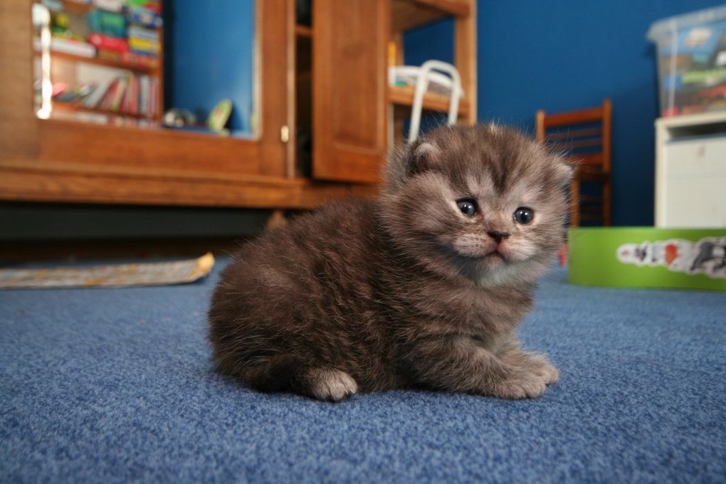 Portée de deux chatons.
(Chaussette + Dwayne)