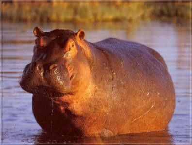 Et l'hippopotame, il était allergique à la magie !