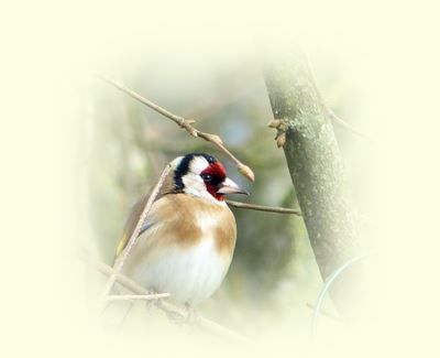 Chardonnerets - mars 2015