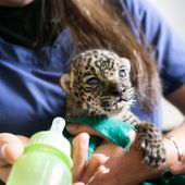 Día Internacional del Jaguar: rescatan a dos cachorros recién nacidos en vivienda de Junín | Perú