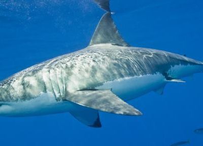#insolite: Le plus gros requin blanc du monde aperçu sur une île au #Mexique ! #Deepblue