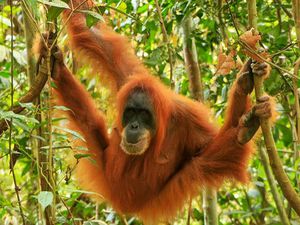 l'orang outang à Sumatra