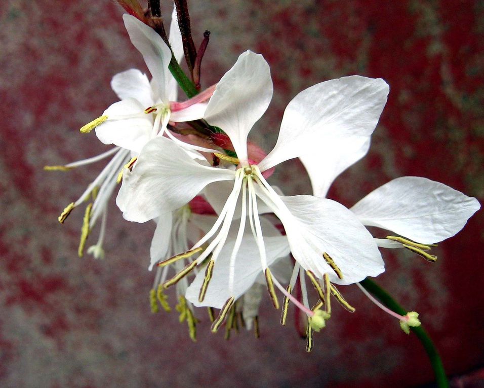 Photos diverses de fleurs et plantes de mon jardin, pour la plupart... en toutes saisons.