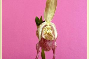 Phragmipedium Illinois - Fleur mature