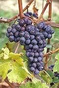 Vins rouges, issus d'un seul cépage