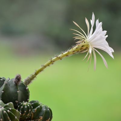 Echinopsis et Parodia ...