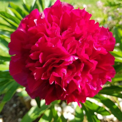 Thalictrum, pivoine et compagnie...