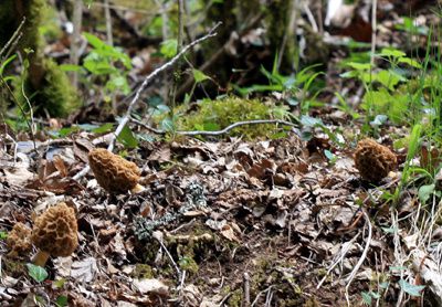 LES MORILLES - MORCHELLACEES