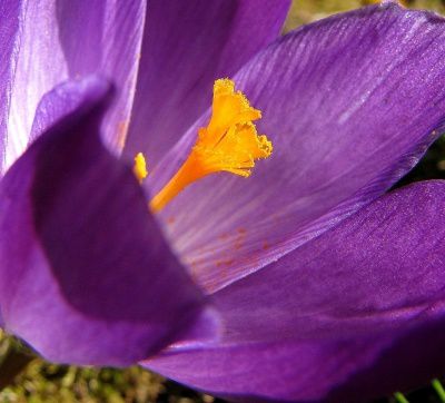 Fleurs sauvages du jardin