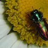 Anthaxia sp sur marguerite