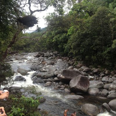 Un oubli inoubliable : La forêt tropicale entre français, quelle aventure !