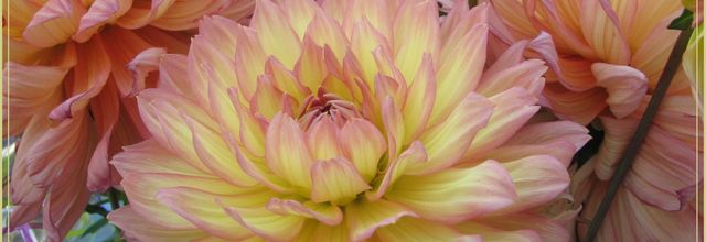 Dahlia