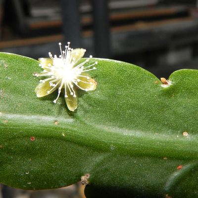 Floraison de rhipsalis crispimarginata 