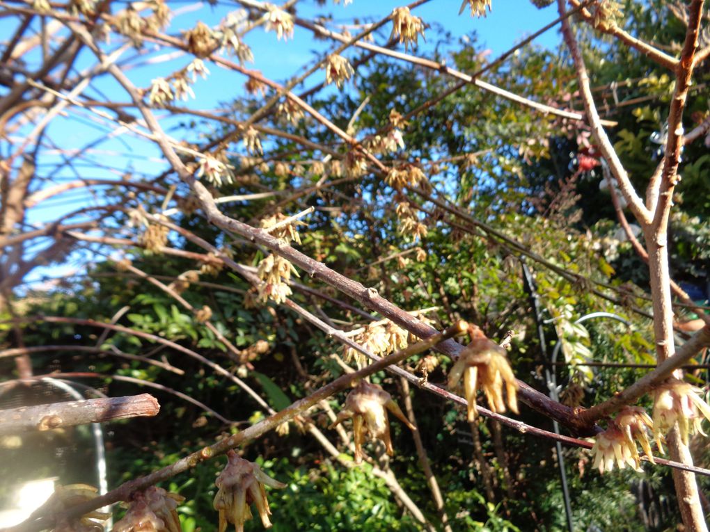 Mon jardin Le Clos fleuri à Chabeuil en février 2024 