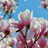 Magnolia : plantation, croissance et floraison - Gamm vert