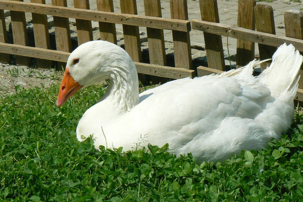 Album - LE-MIE-EMBDEN