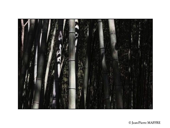 La bambouseraie d'Arashiyama est le nom usuel donné à la forêt de bambous géants de Sagano, située près du pont Togetsukyo au nord-ouest de Kyoto.